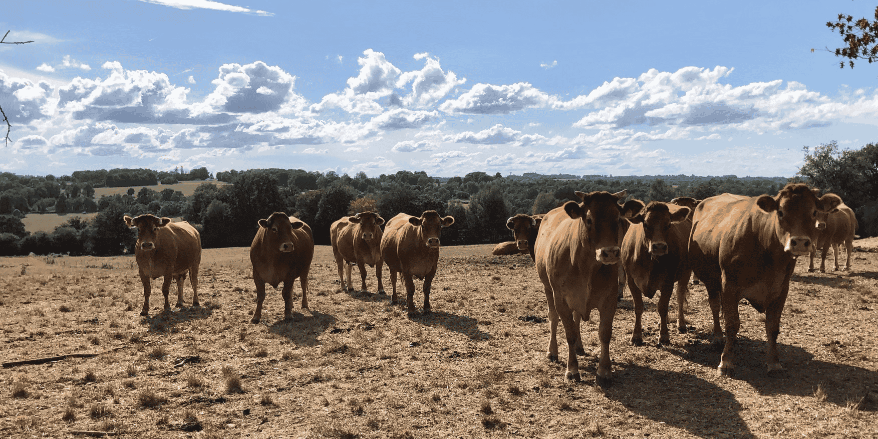 Le volume de production de viande bovine diminue de 8 % en Nouvelle-Aquitaine en 2023.