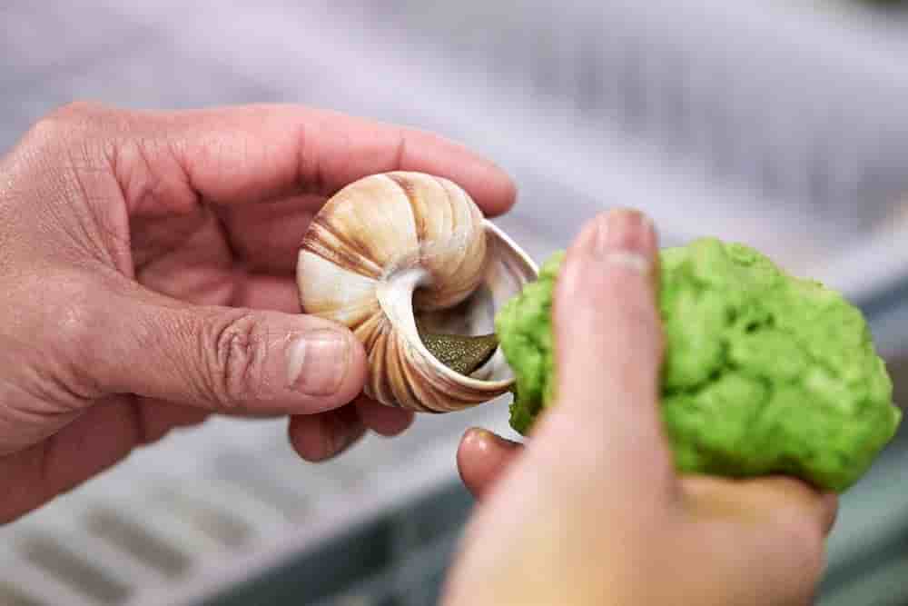 L'étape manuelle de l'encoquillage chez Bourgogne Escargots