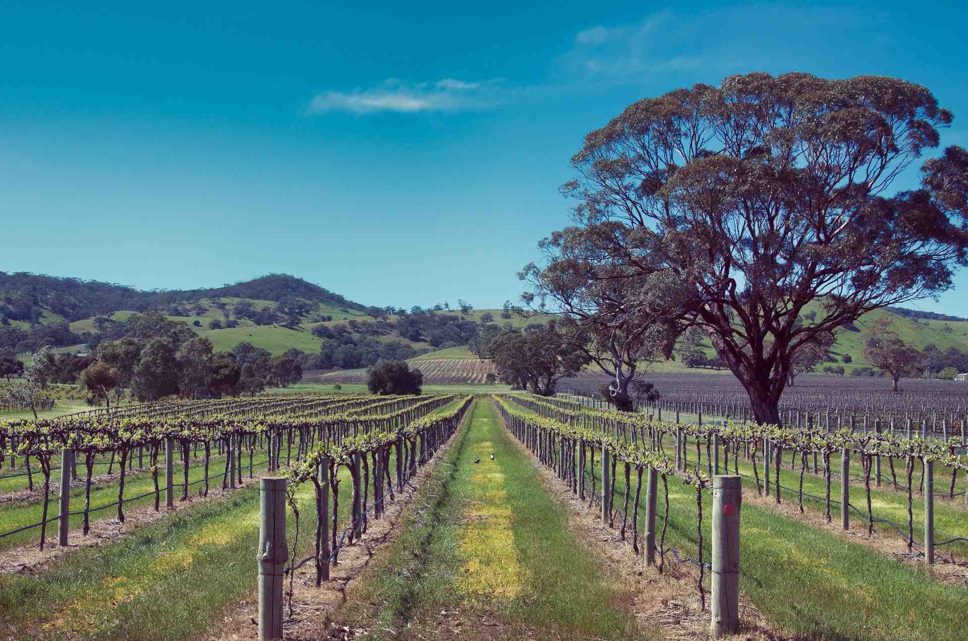viticulture, vigne, vin