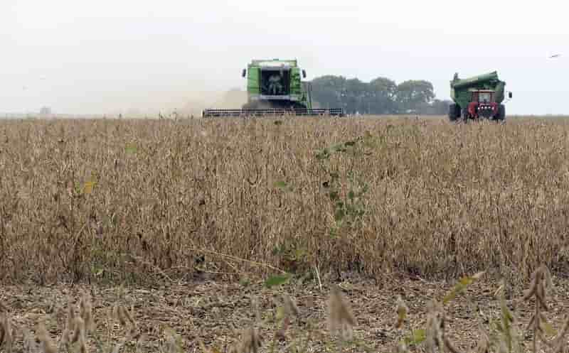 Farmers harvest soy beans near the town of perez millan