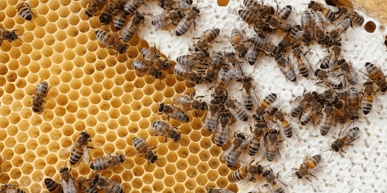 Interdiction de cinq pesticides tueurs d'abeilles