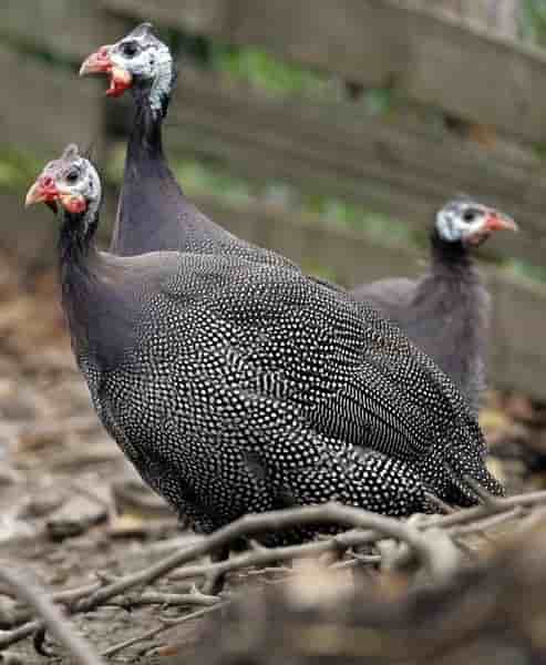 Un cas de grippe aviaire detecte dans le tarn