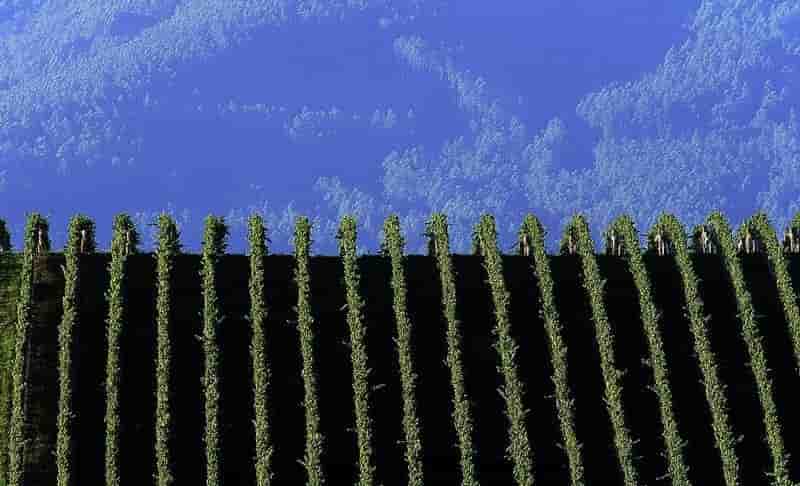 Hausse des exportations de vins en 2014 en australie