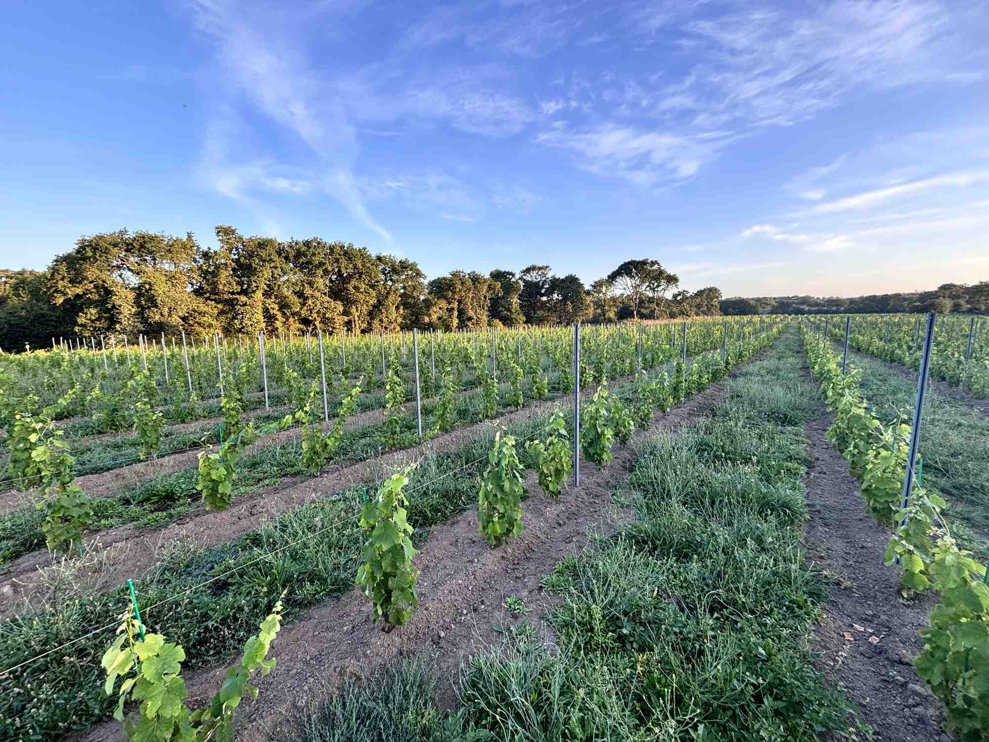 Le jeune domaine Les Vignes de la Ria en Morbihan fait partie des 43 vignobles plantés en Bretagne. L'an passé leur production, fragilisée par les conditions climatiques, a atteint un volume de 40.000 bouteilles.