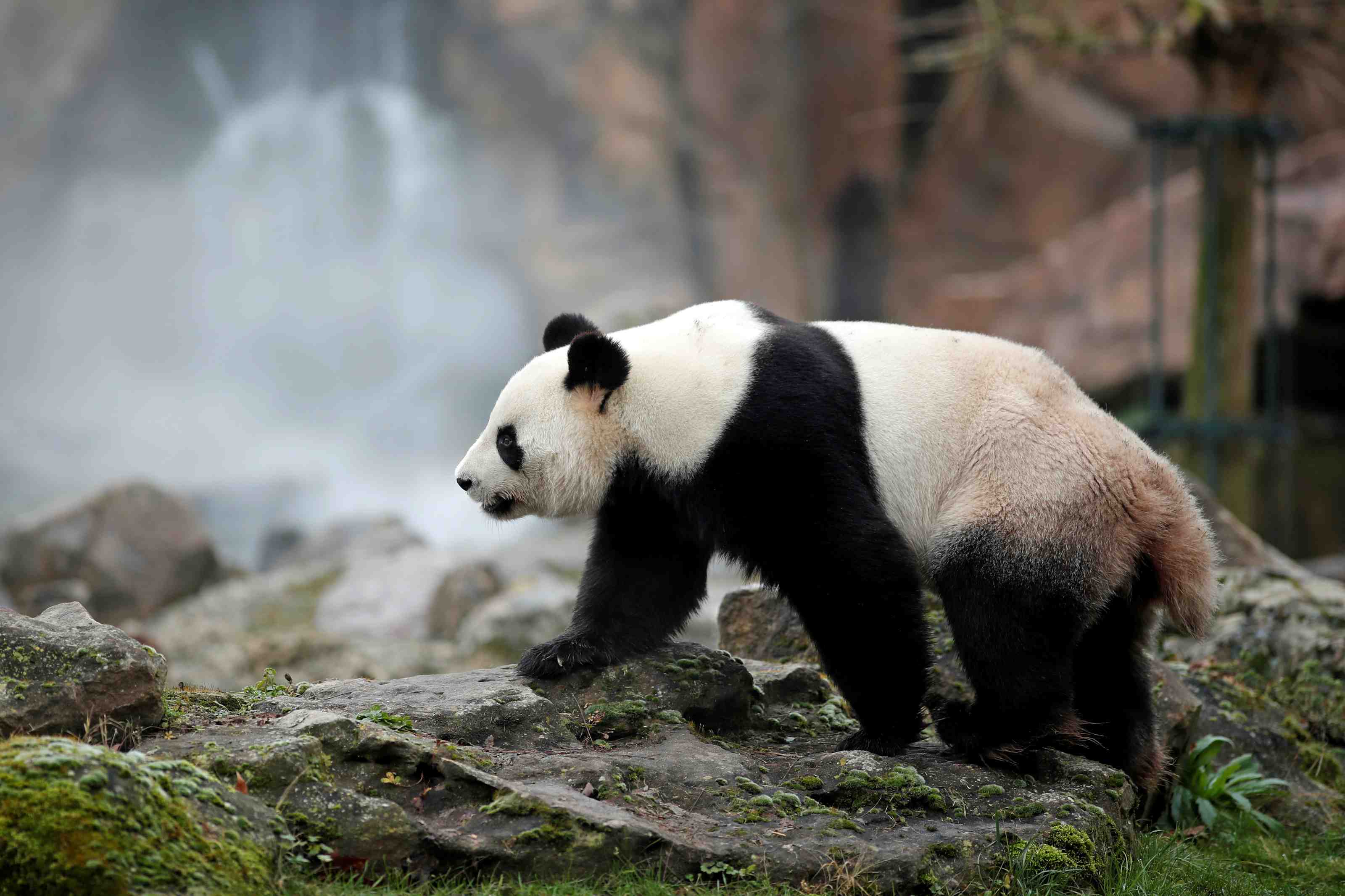 Le zoo de beauval reve d'une prolongation pour les pandas chinois