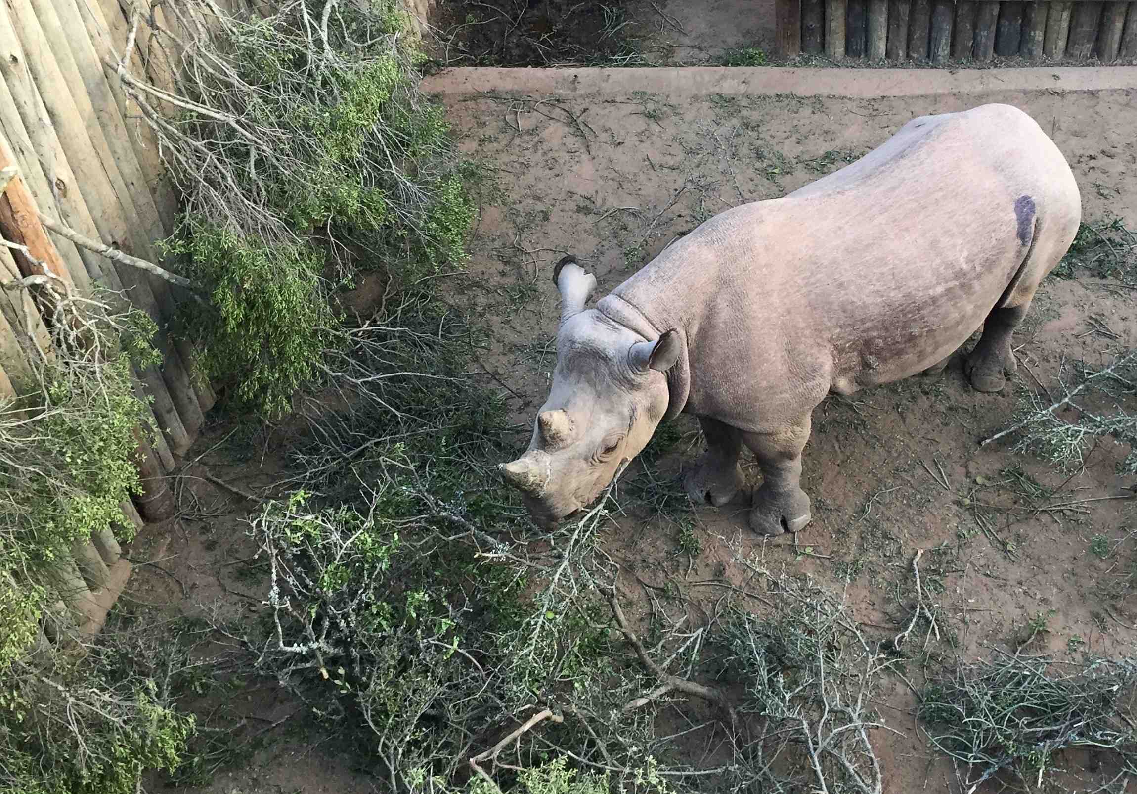 Mort de deux des six rhinoceros noirs reintroduits au tchad