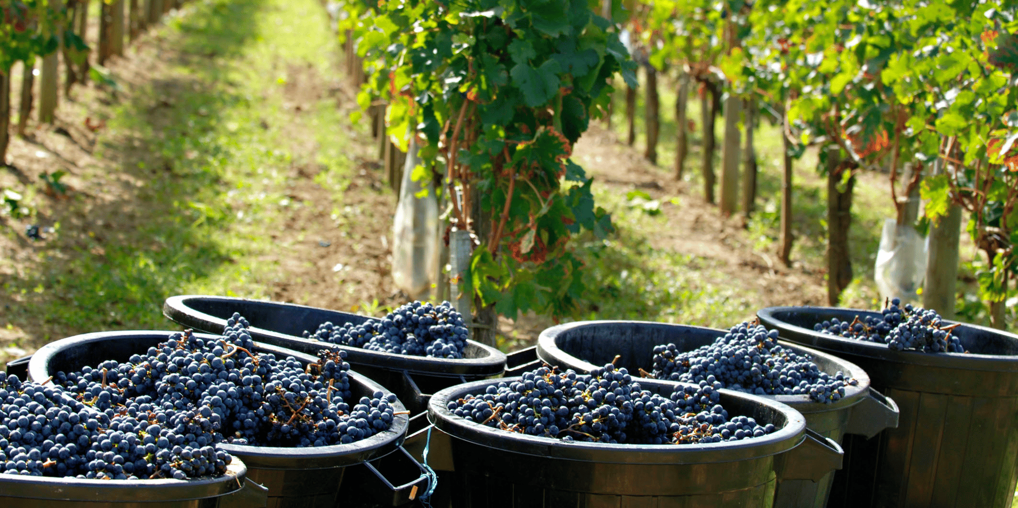 Vendanges 2022 dans le Bordelais