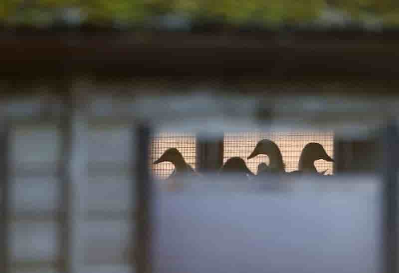 La grippe aviaire touche les pyrenees -atlantiques 