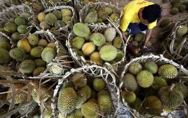 Le commerce des fruits tropicaux vers un nouveau record en 2017