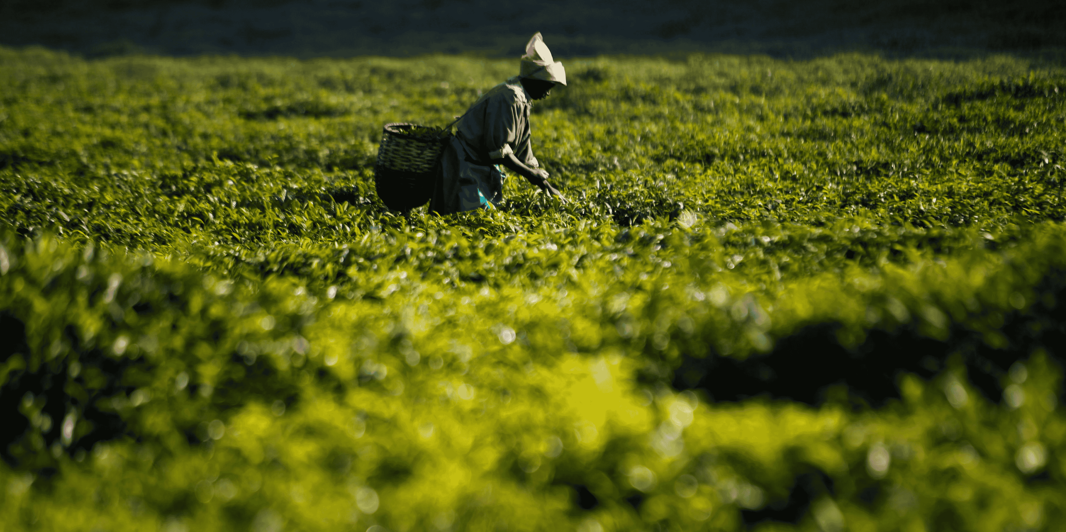 agriculture rwanda