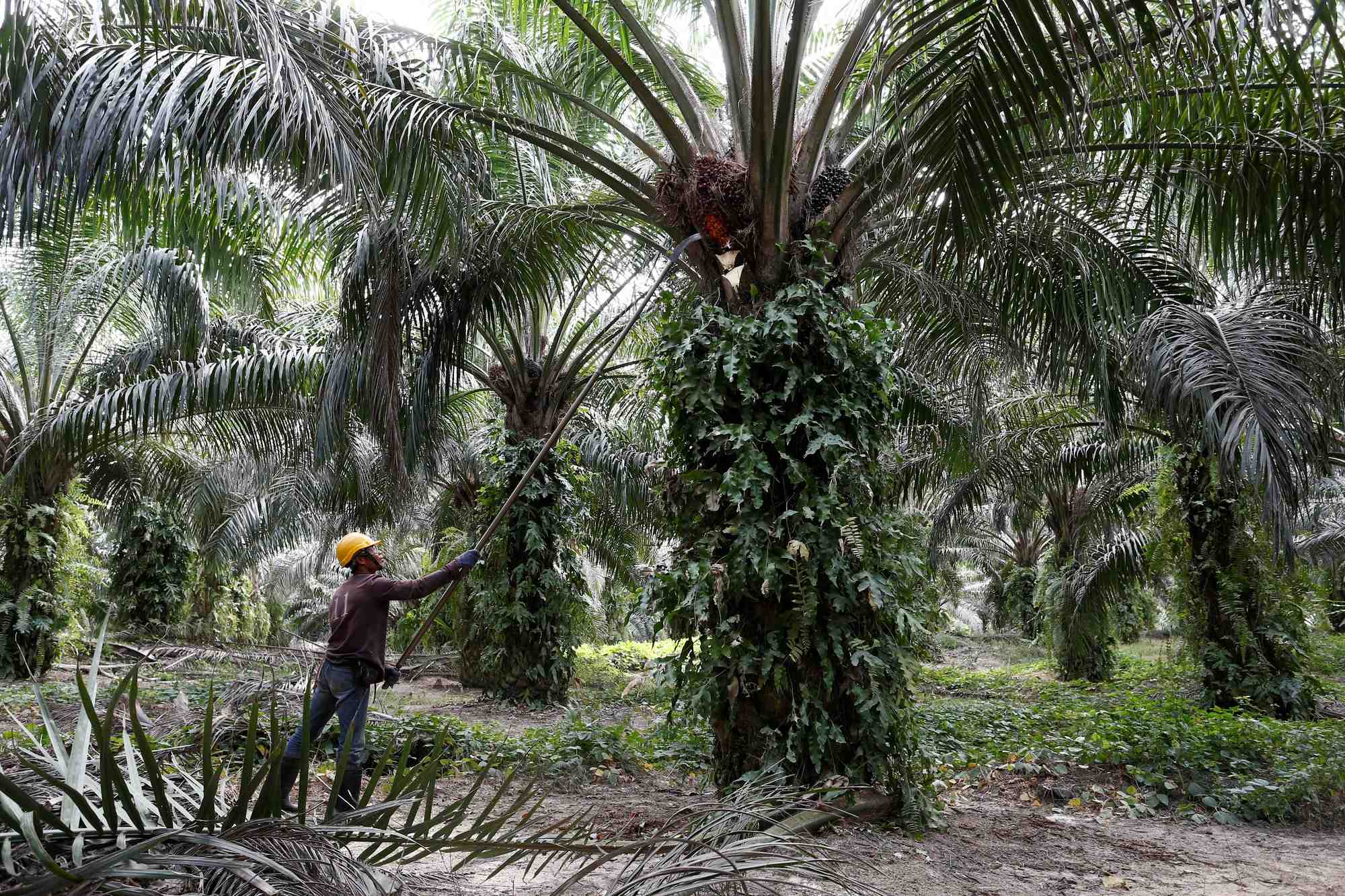 Les biocarburants bénéficient d'une exonération fiscal dont l'huile de palme devrait être exclue à partir de janvier prochain.
