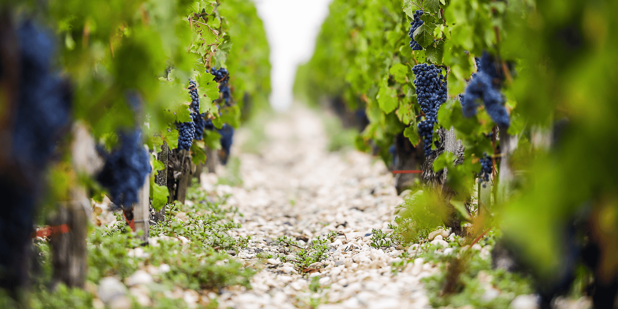 Vendanges
