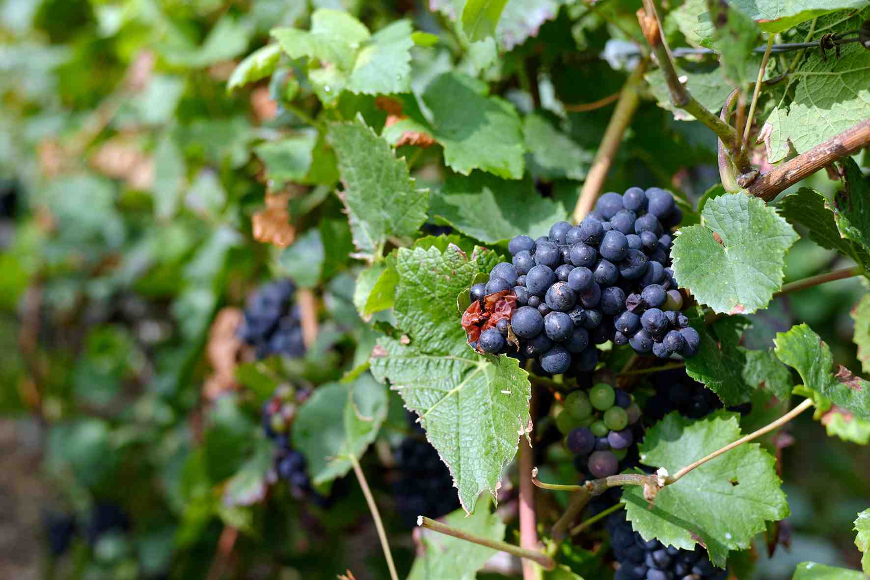 Vigne Raisin