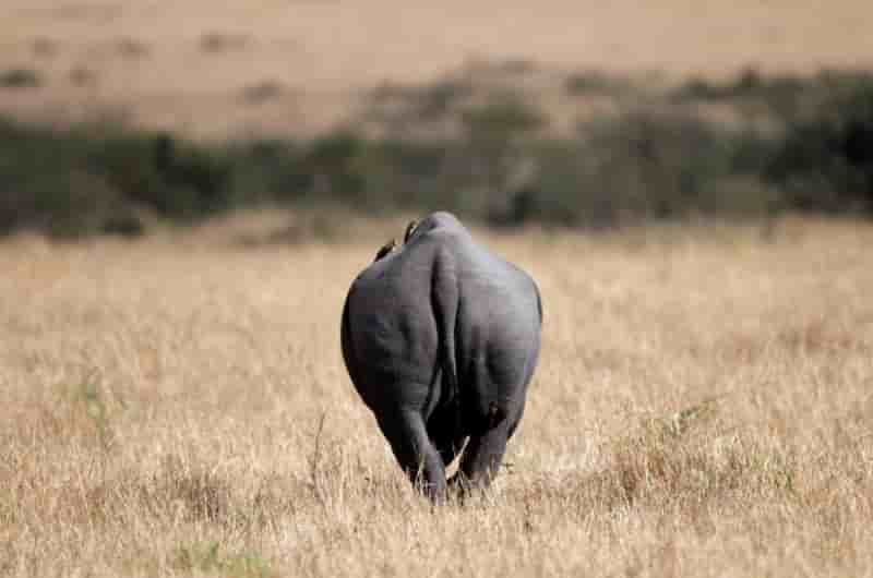 Mort d'un 10e rhinoceros au kenya, le 11e attaque par des lions