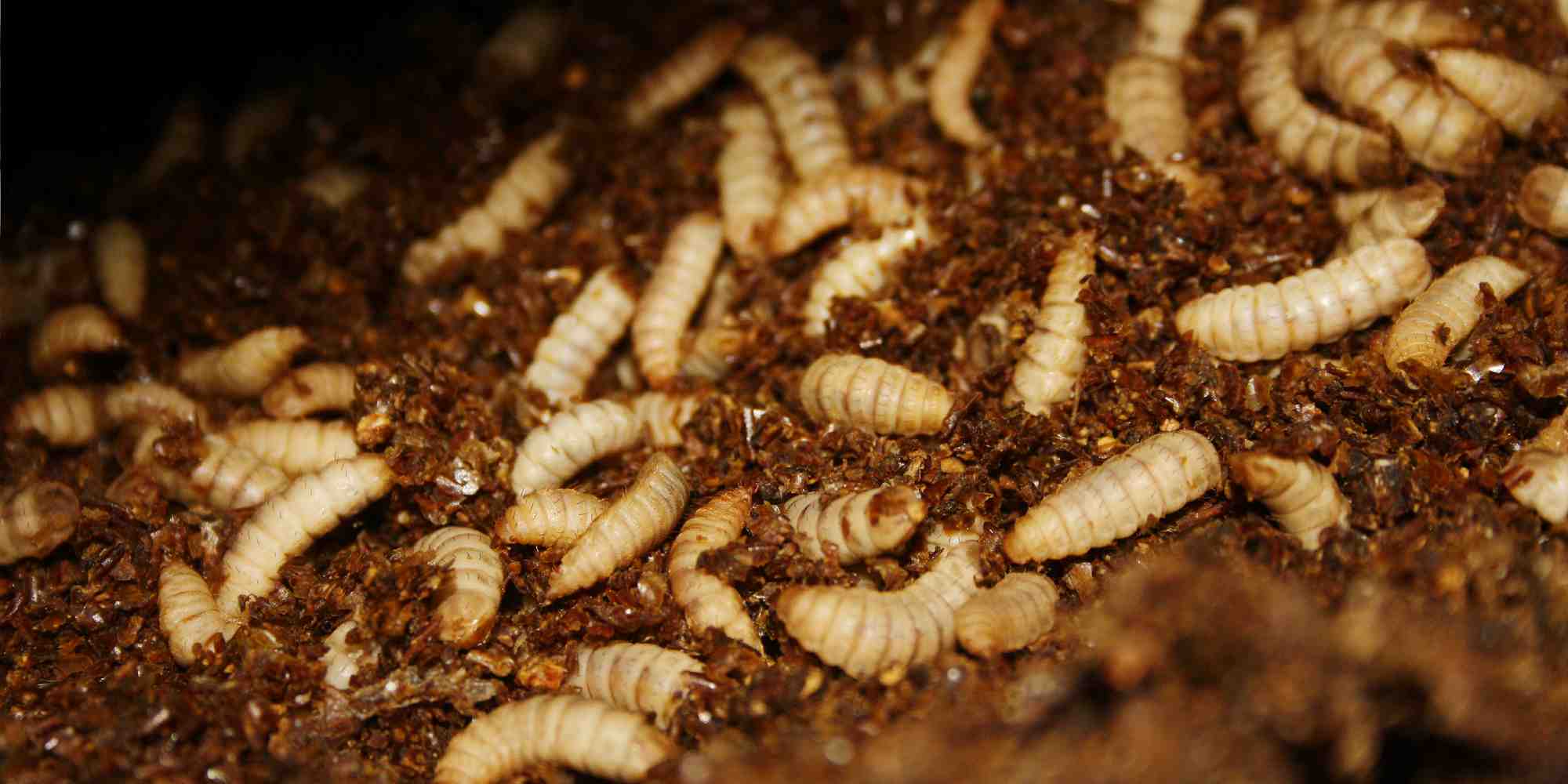 Agronutris va implanter une usine de production ainsi qu'un élevage de mouches à Reims.