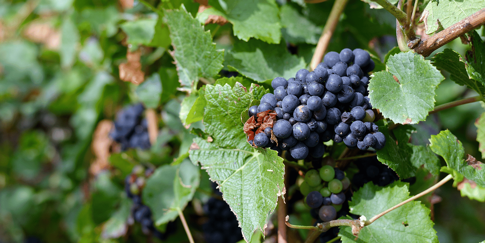 Vigne Raisin