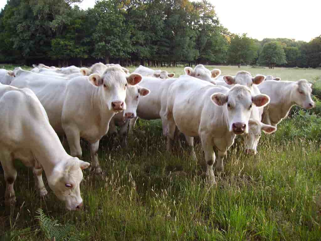 Vache charolaise