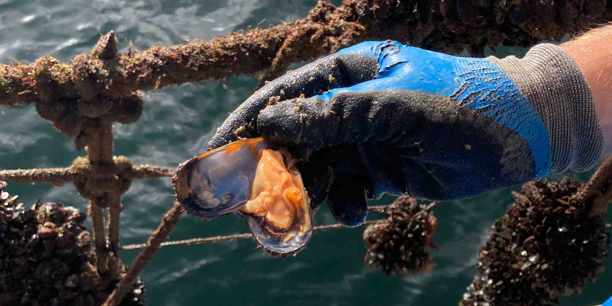 Les moules du Morbihan, en souffrance ces derniers temps.