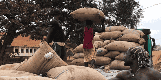 cacao fèves Cameroun