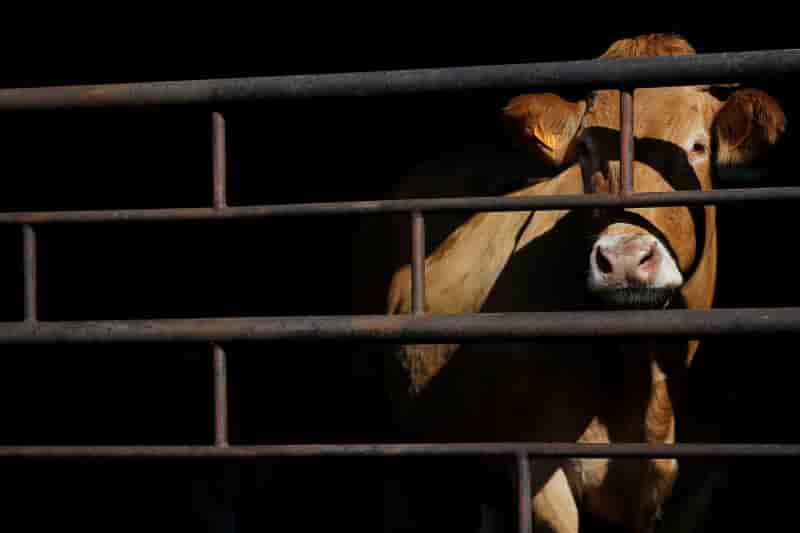 Dix grands groupes appeles a reduire le recours aux antibiotiques dans la viande