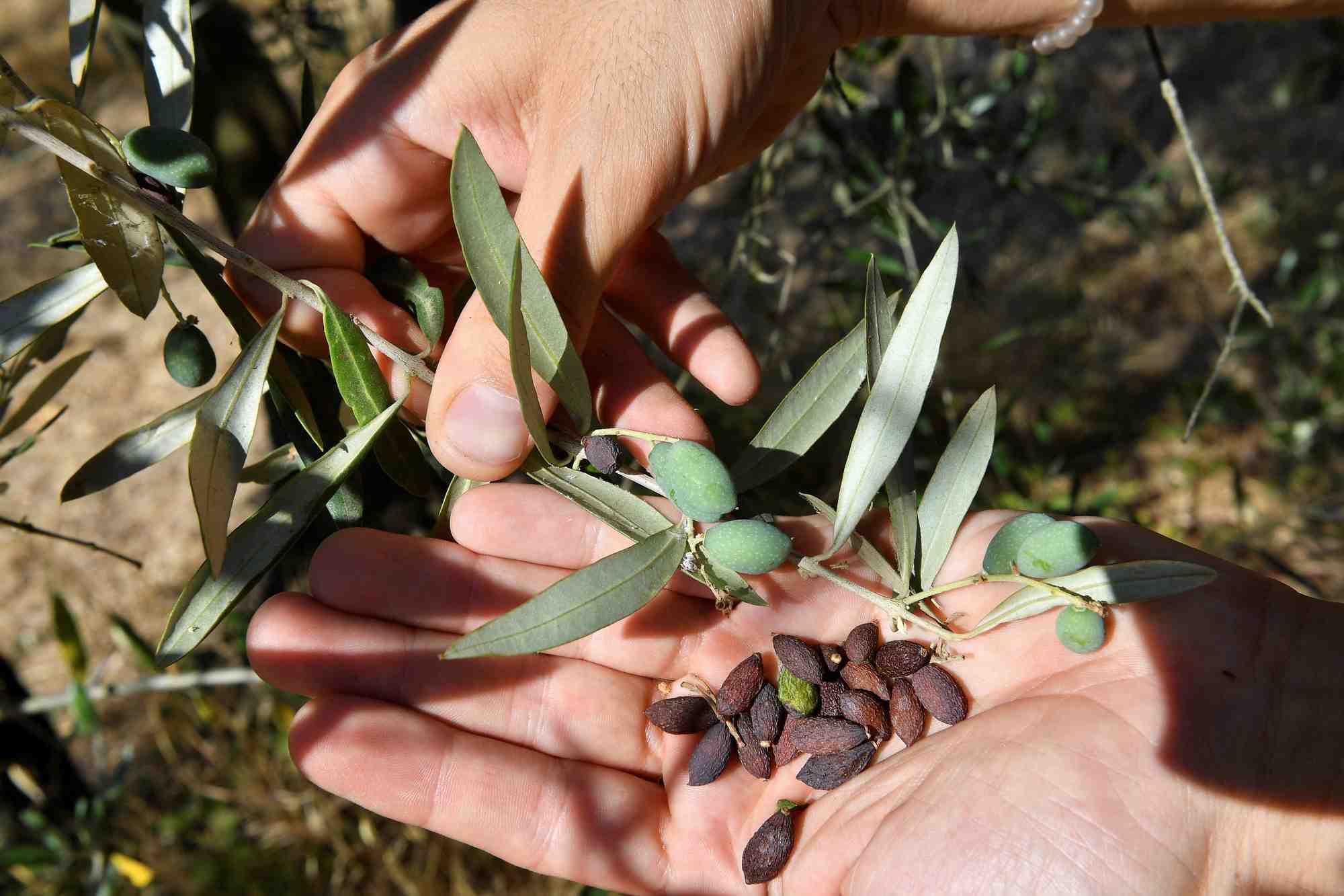Italie: l'huile d'olive et le vin de toscane impactes par la secheresse