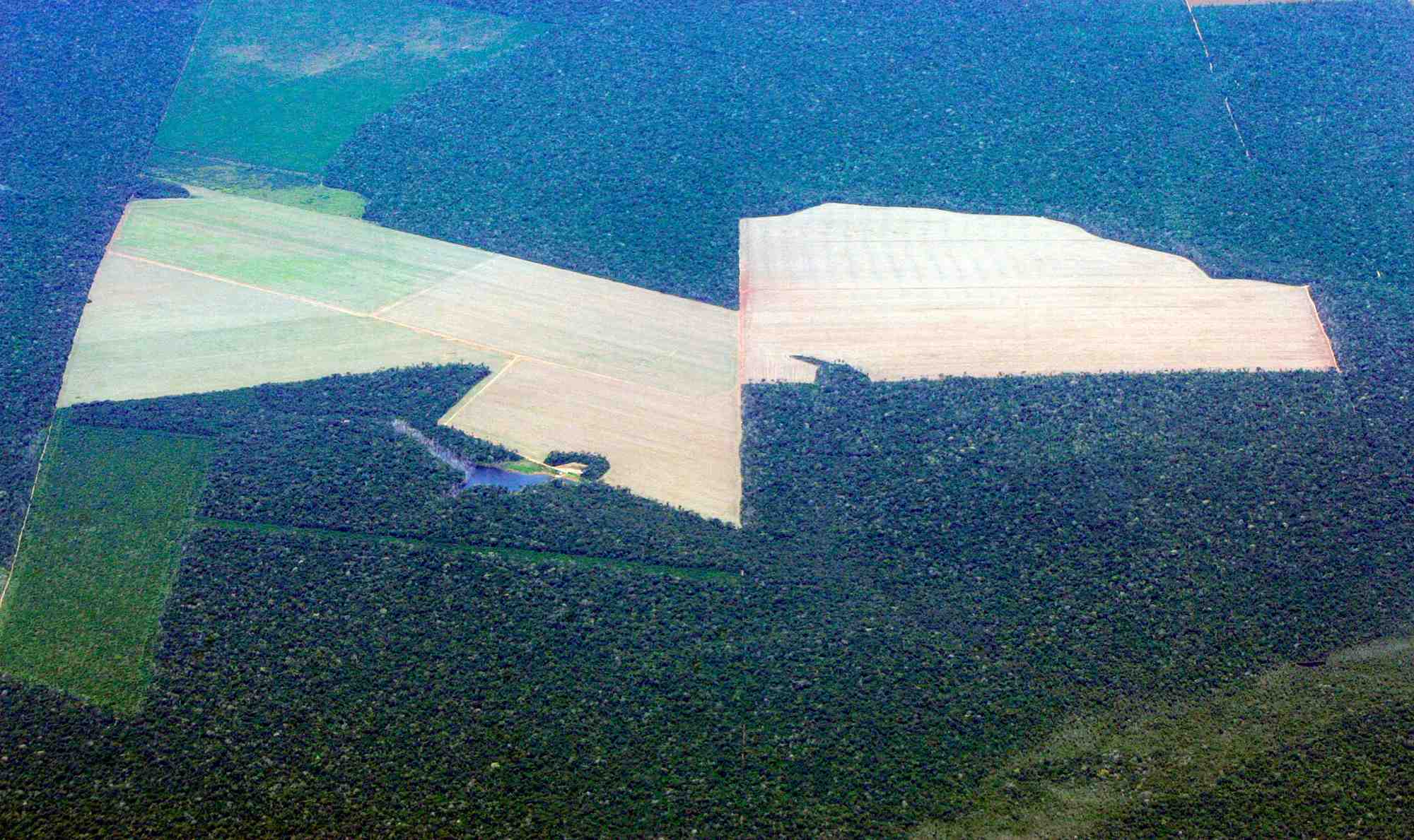 Le règlement demande aux entreprises concernées de garantir que les produits qu'elles exportent ou mettent sur le marché n'entraînent aucun risque de déforestation. Elles devront donc en prouver la traçabilité via des données de géolocalisation fournies par les agriculteurs, associées à des photos satellitaires.