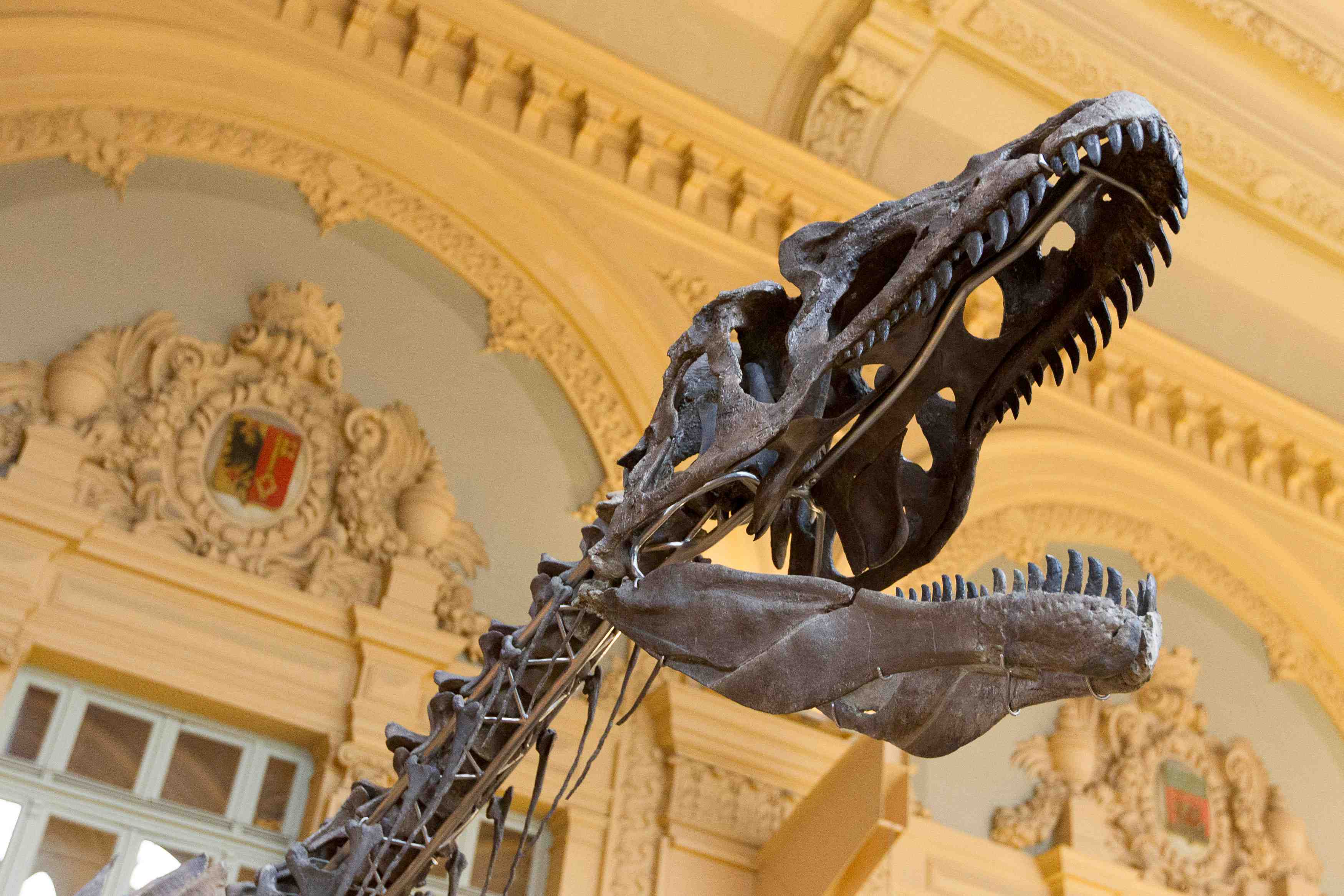 Un specimen d’une espece de dinosaure inconnue aux encheres
