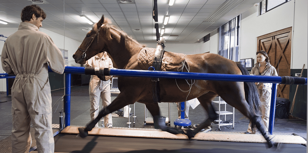Scanners, échographes, IRM, tapis roulant à grande vitesse… le Centre d’imagerie et de recherche sur les affections locomotrices équines dispose d’un équipement de pointe.