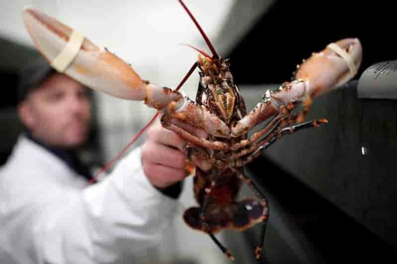 En suisse, merci d'assommer le homard avant de le cuire