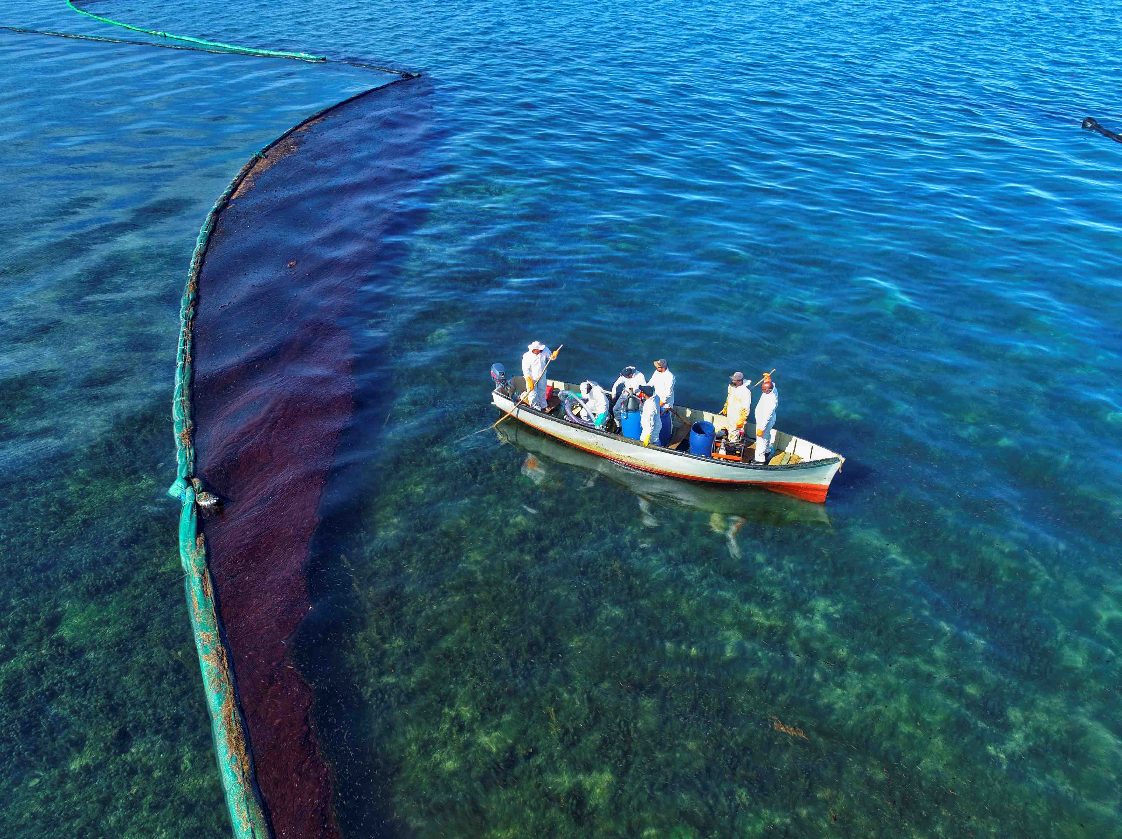 Les especes marines touchees par la maree noire sur l'ile maurice
