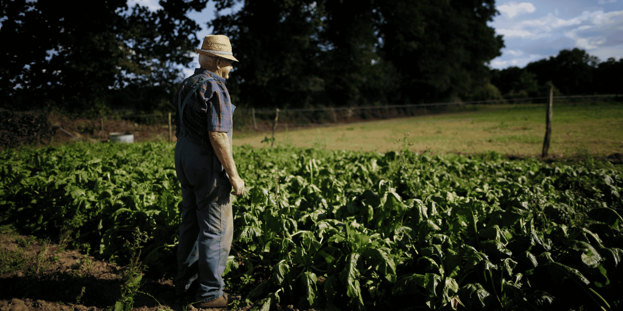 fermier, champ, agriculteur, paysan, betterave, agriculture, avenir
