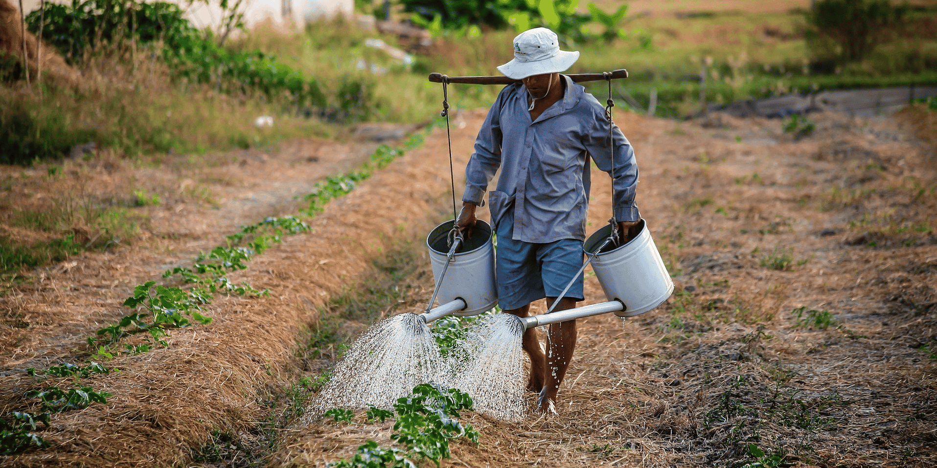 Eau agriculture