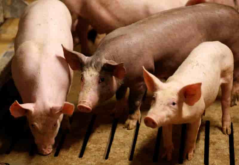 Un plan pour la filiere porcine bretonne en preparation