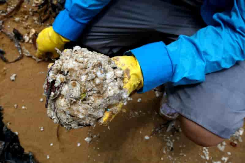 Pollution a l'huile de palme dans les eaux de hong kong