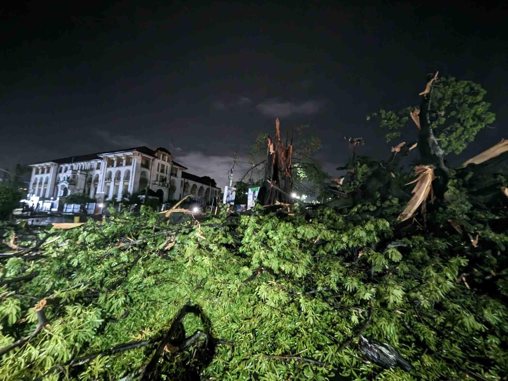 Un arbre geant qui surplombait la capitale de la sierra leone et symbolisait la liberte des esclaves affranchis est tombe apres une forte tempete