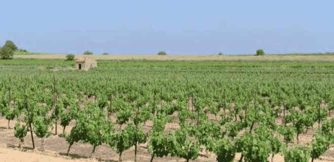 Les viticulteurs qui connaissent des difficultés de trésorerie suite aux aléas climatiques et/ou à la mévente de leur production ont pu solliciter le fonds d'urgence déployé par le gouvernement.