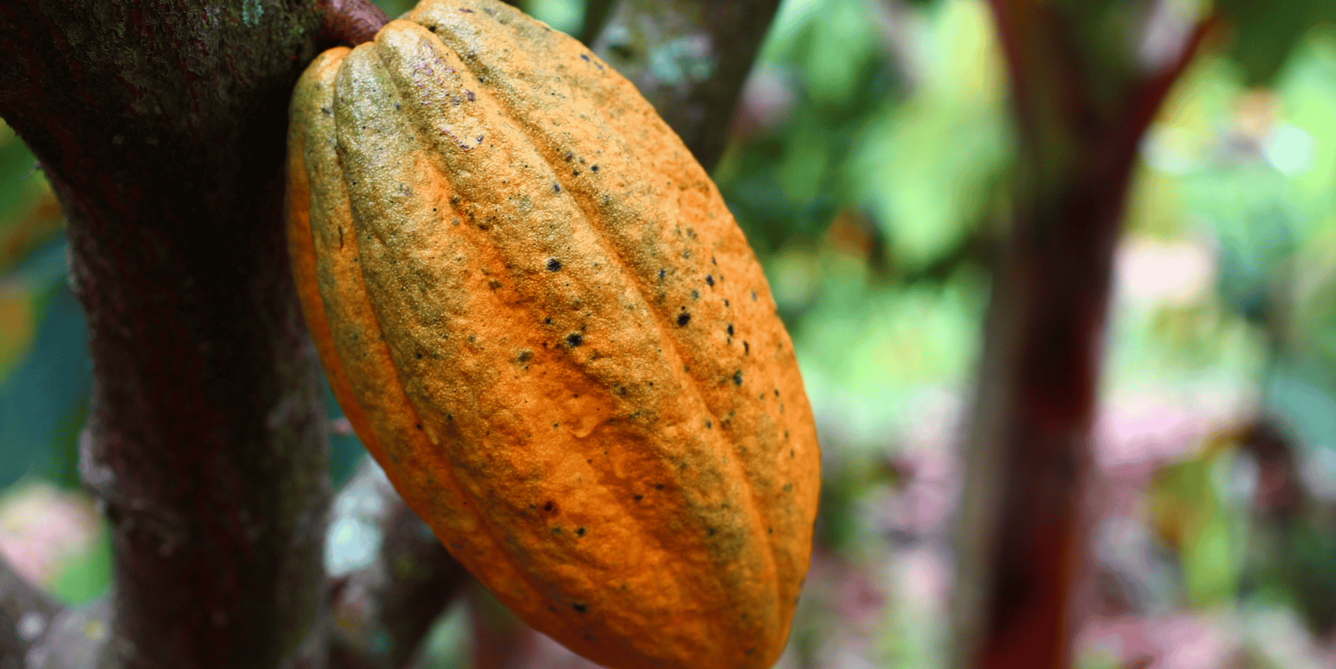 ALTDE_Côte-d'Ivoire les déchets de cacao convertis en électricité