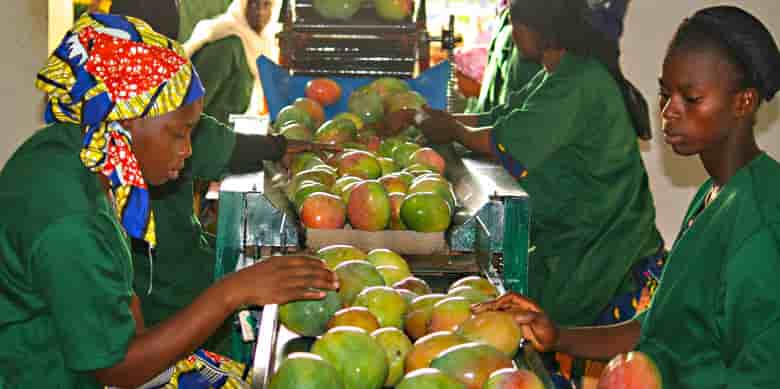 Mangue Mali