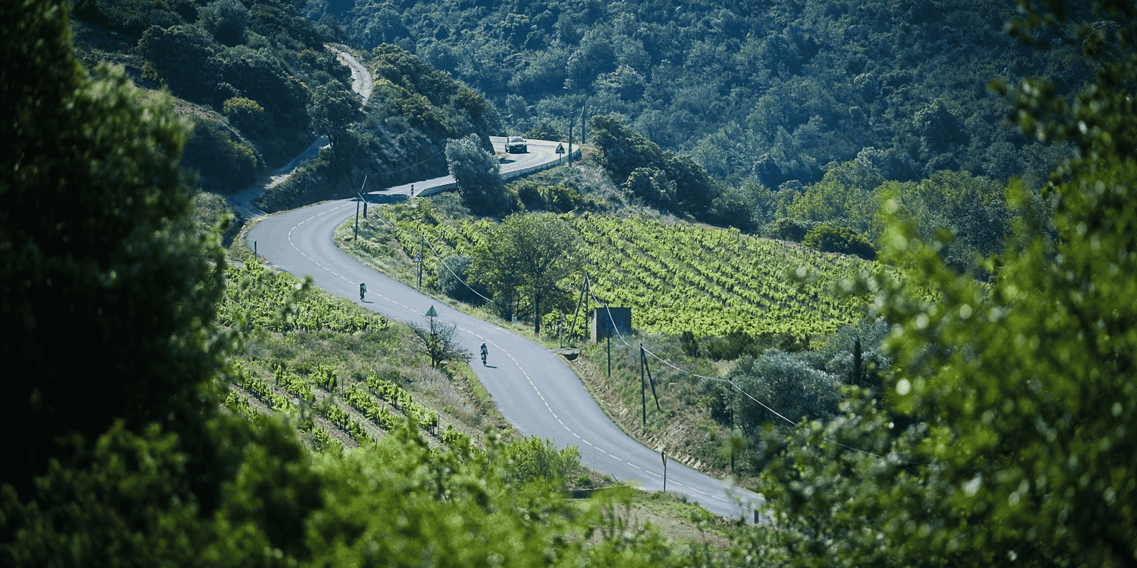 Dans les Pyrénées-Orientales, la cave coopérative du Cellier de Trémoine, à Rasiguère, a créé une société coopérative d'intérêt collectif (SCIC) pour préserver les surfaces productives de son périmètre.