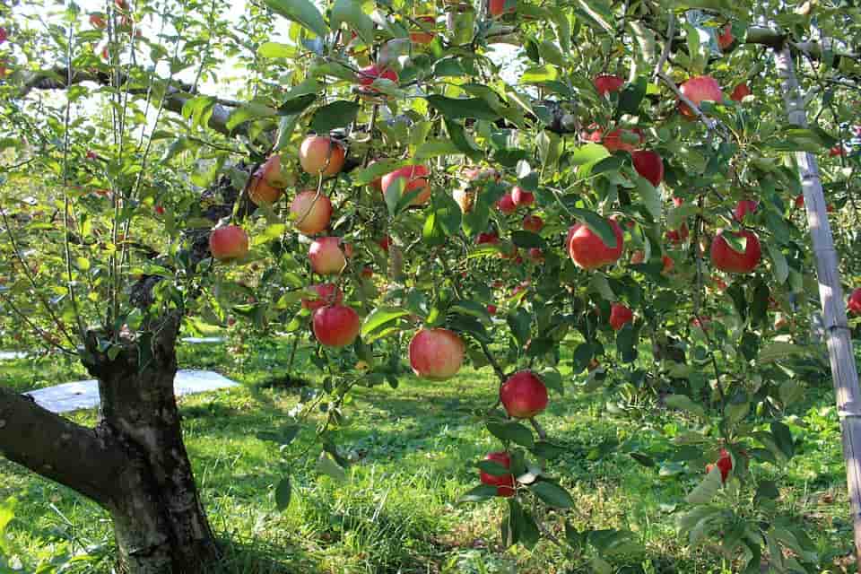 Fruits verger pomme