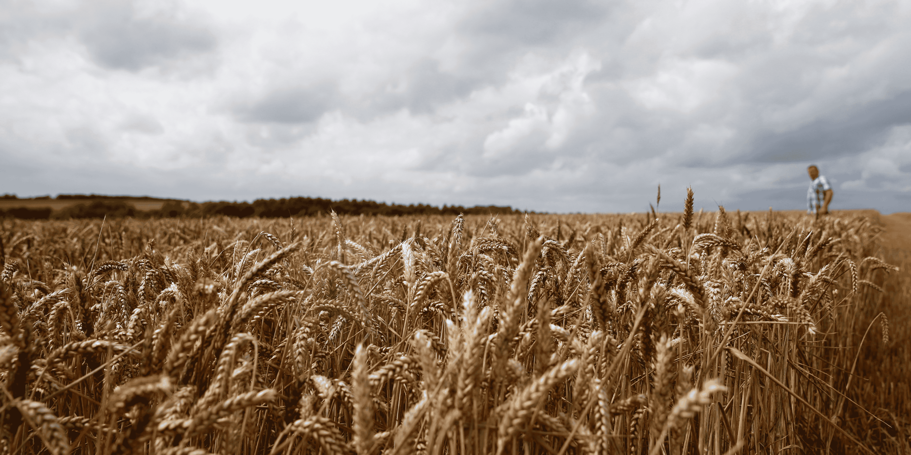 Blé, France, agriculture, céréales, agroalimentaire, paysan, rural, champ, récolte, moisson, fermier,