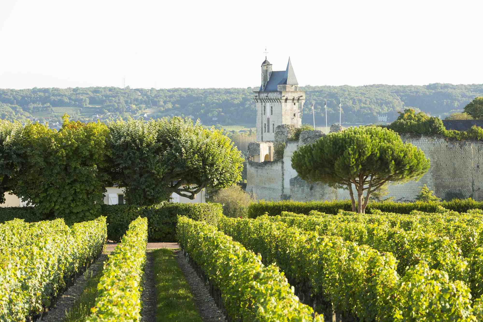 Face aux grosses machines de Bordeaux et de Bourgogne, les vins de Loire misent sur la complexité de leur terroir et leur fraîcheur pour se faire un nom à l’international.