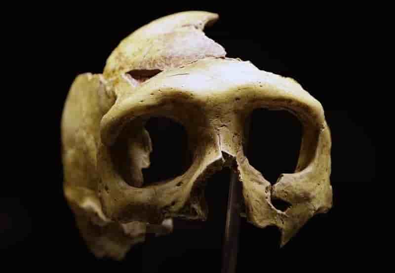 L'homme de Kostenki précise le métissage Sapiens-Néandertal