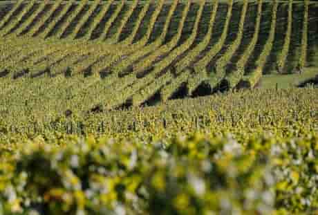 Lvmh acquiert le vignoble californien colgin cellars