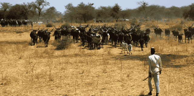 élevage Cameroun pastoralisme