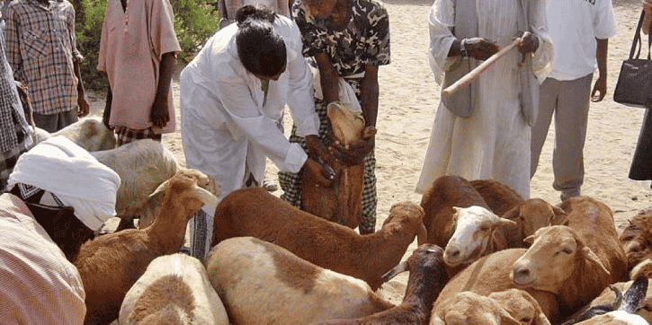 niger élevage