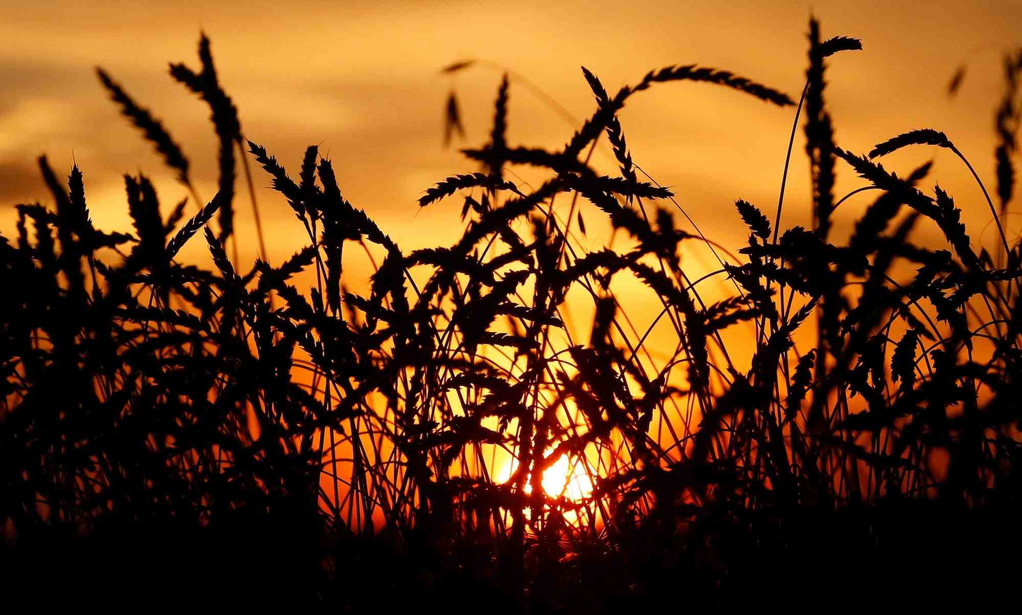 Blé, wheat