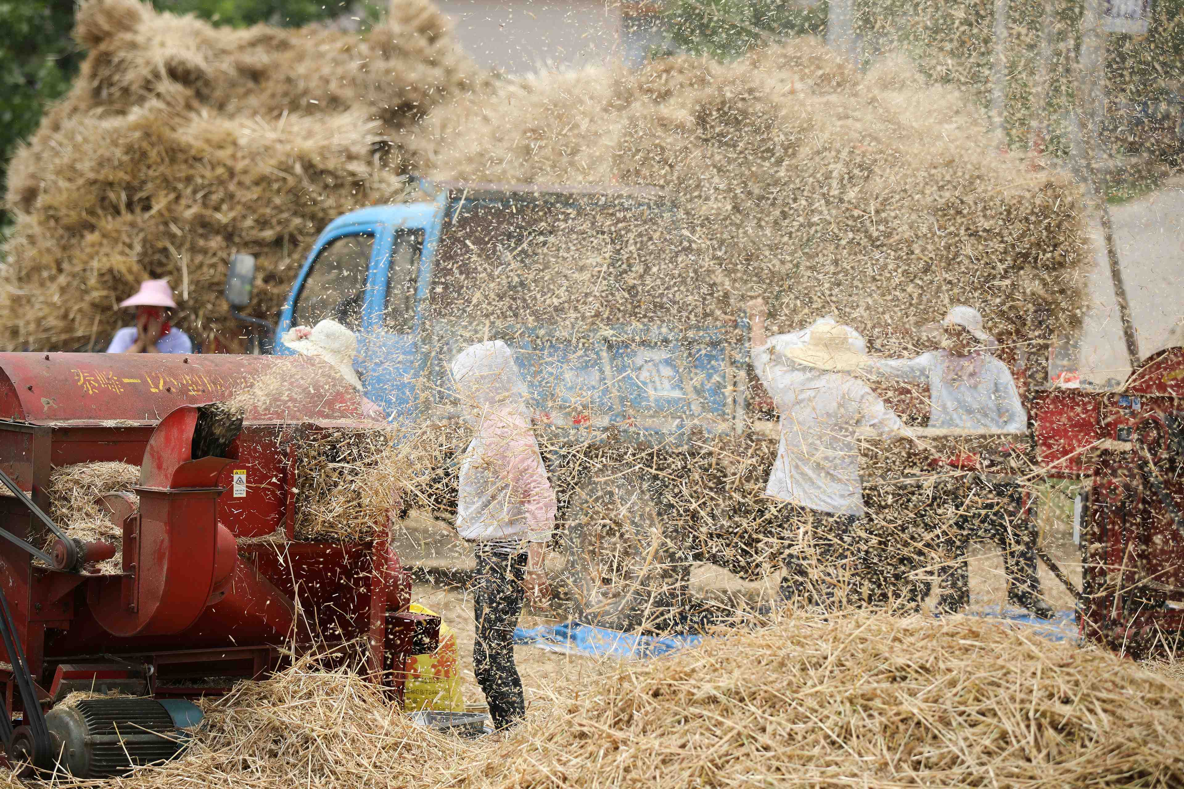 Chine, récolte, moisson, blé, agriculture, fermier,
