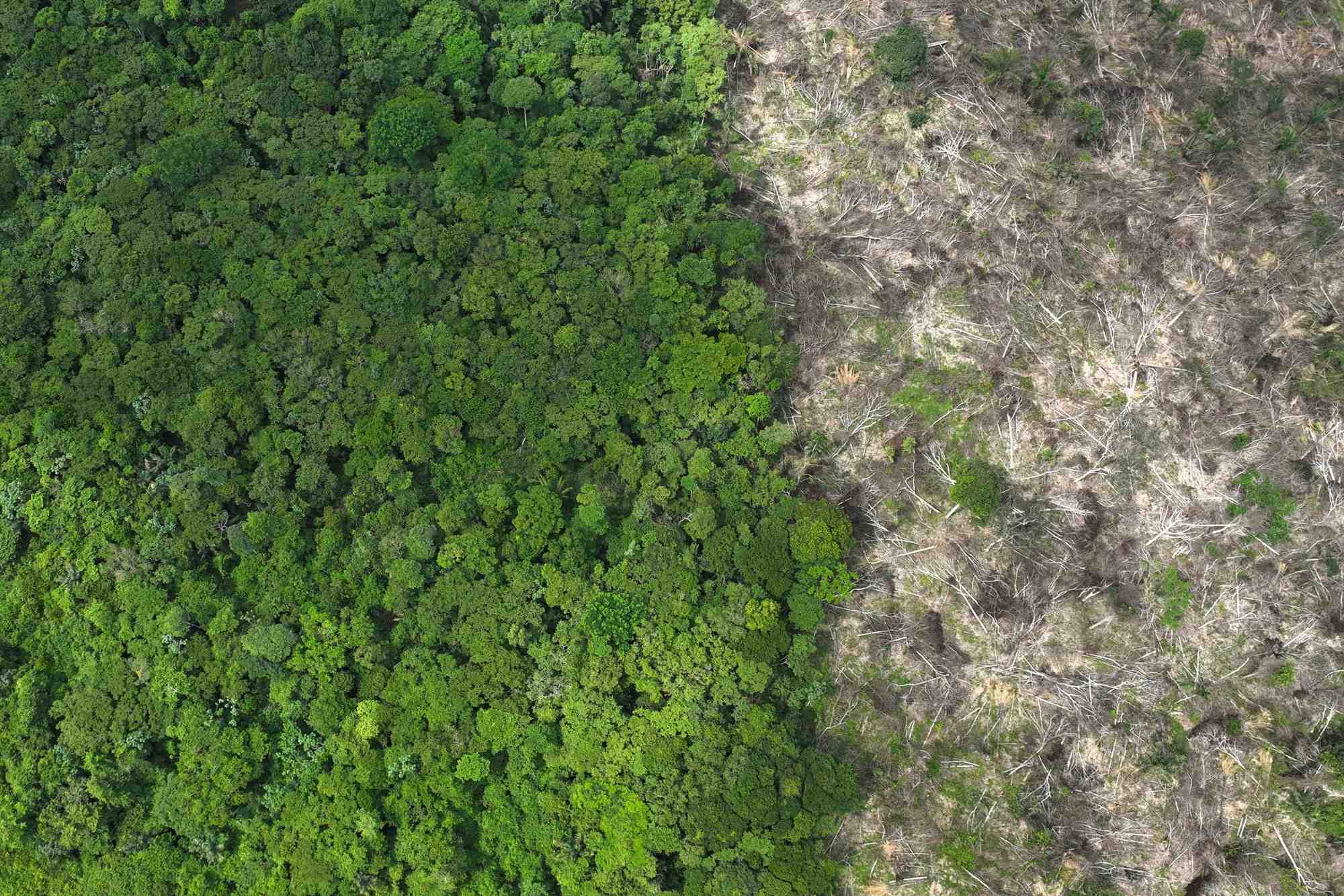 Des images de drone montrent la deforestation en amazonie bresilienne