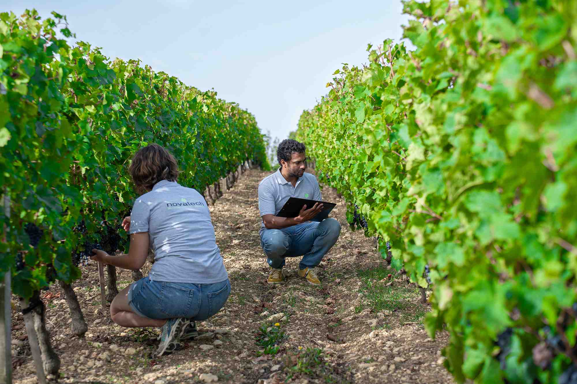 En Vendée, la pépinière viticole Mercier prépare scientifiquement le futur de la viticulture. Ici, Olivier Zekri, le responsable innovation et process au laboratoire Novatech, réalise des notations agronomiques dans les parcelles d'expérimentation de nouvelles variétés.